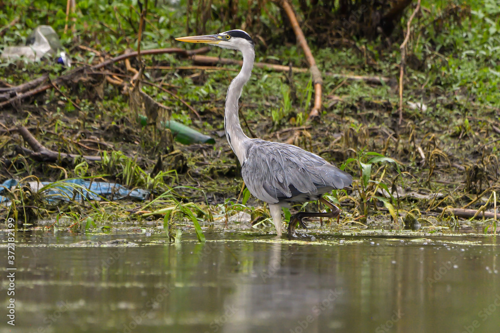 Grey heron bird (Ardea cinerea) in Danube Delta from Romania Grey heron bird (Ardea cinerea) in Danube Delta from Romania