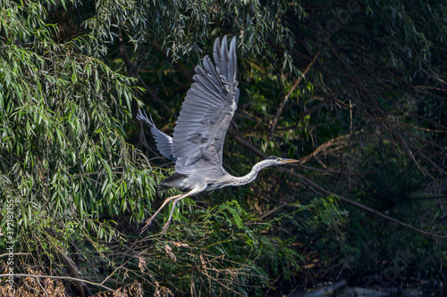 Grey heron bird (Ardea cinerea) in Danube Delta from Romania