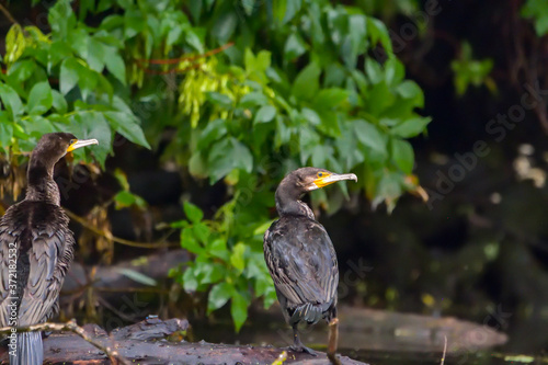 Cormorant (also known as Cormoran or Phalacrocoracidae) waiting for a catch in the Danube Delta, Romania
