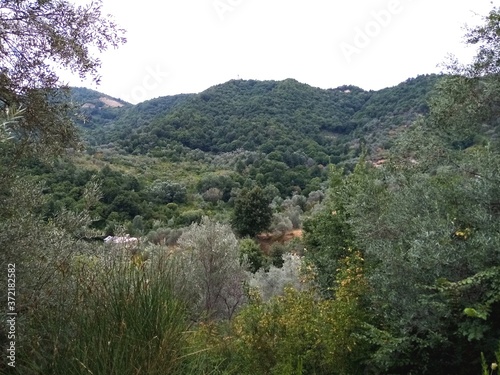 mountain landscape with trees