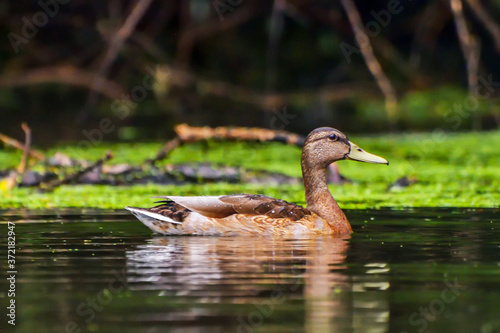 Male wild duck (Anas platyrhynchos) swimming in the Danub Delta photo