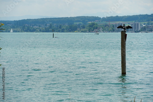 Great Cormorant, Phalacrocorax carbo, with spread wings sitting on a wooden pile at lower lake Constance, Germany during summertime. In background are small hills with vegetation.
