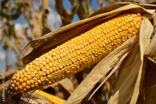 ripe corn cob growing in the field close up