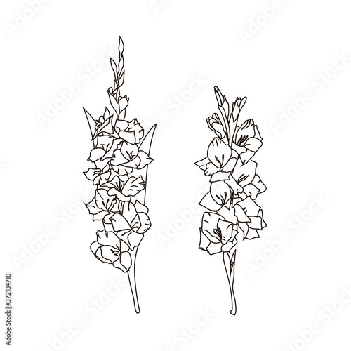 Contour drawing of two gladioli