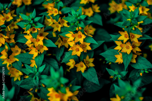 Blooming yellow moneywort flower close up, colorful and vivid plant, natural ...