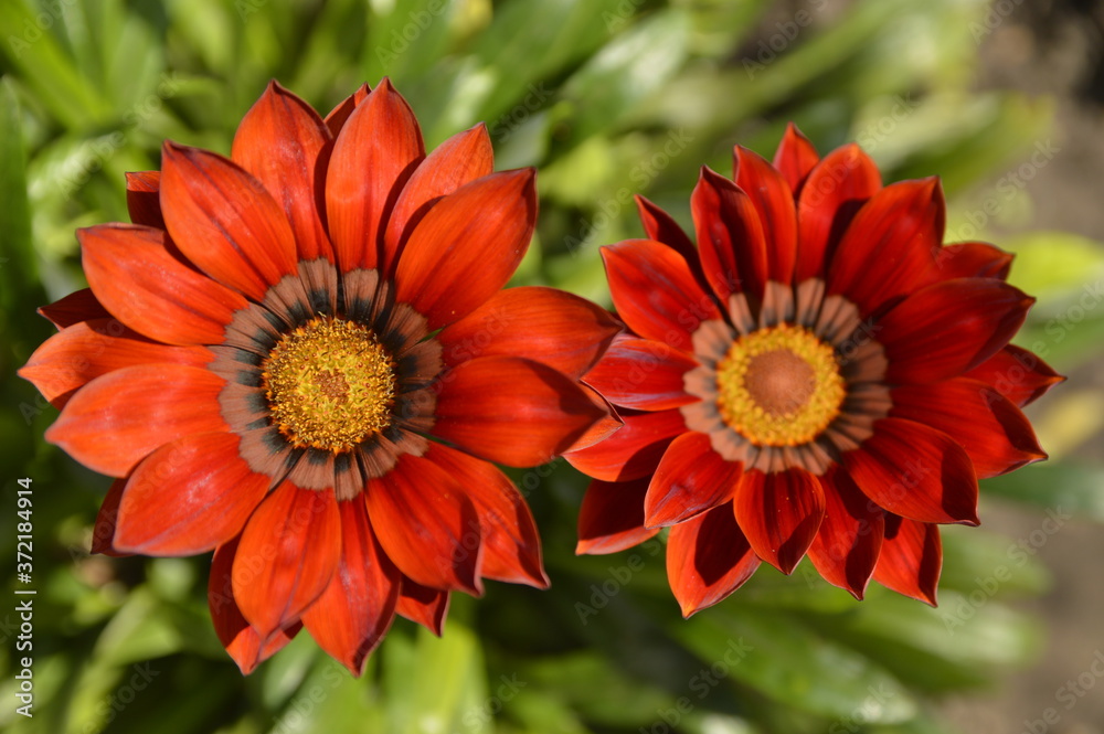 red blooming treasure flowers, gazania flowers, close up red blooming treasure flowers, gazania flowers, close up