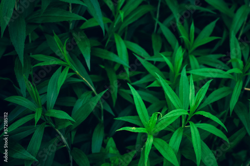 nice and textural,green and clean plant leaves