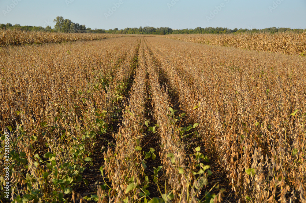 ripe soya bean field in sunlight