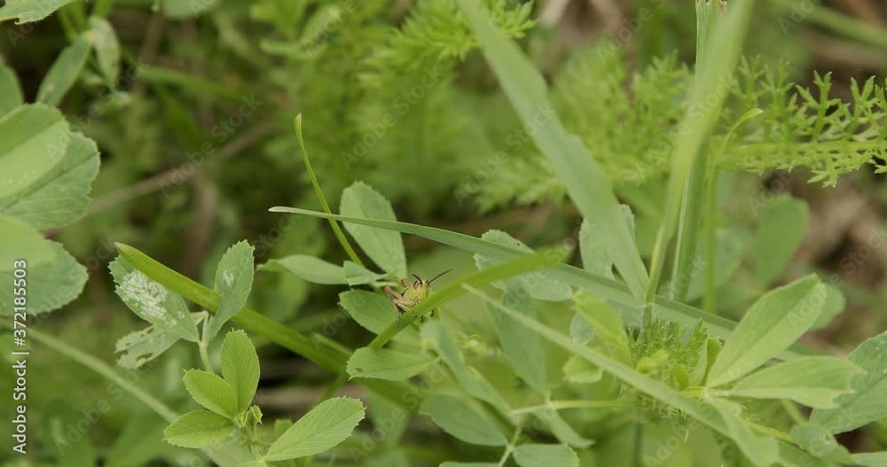 a grasshopper sits on a blade of grass during a strong wind a grasshopper sits on a blade of grass during a strong wind