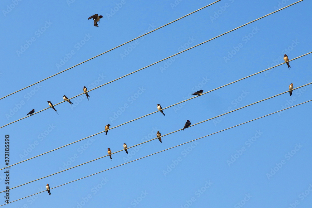 swallows sitting on electrical wires with blue sky in the background swallows sitting on electrical wires with blue sky in the background