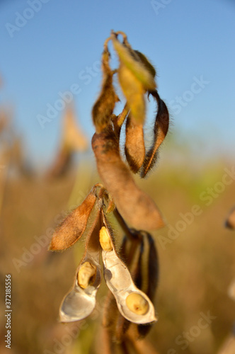 ripe soya bean seeds in sunlight close up