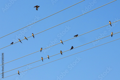 swallows sitting on electrical wires with blue sky in the background