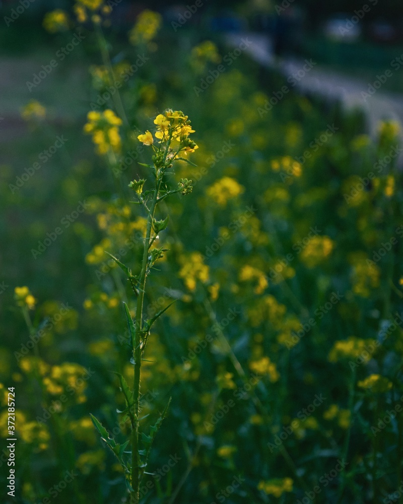 Field of yellow flowers, yellow and green, summer photography, landscape 