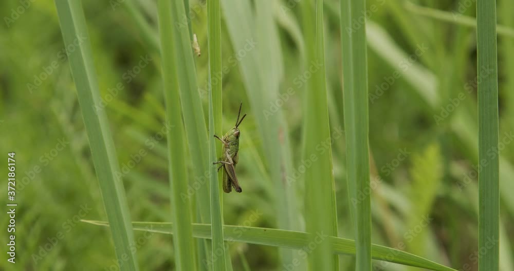 beautiful grasshopper sits on a blade of grass