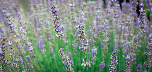 Morning lavender. Summer blur background. Spring lavender background. Flower background.