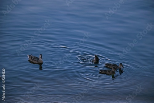 duck swimming in the water, ducks in the river, landscape  © Евгенія Борунова