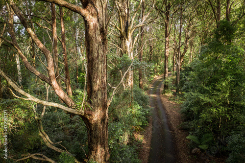 Rainforest road, Springbrook