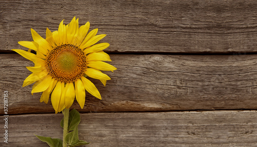 Fototapeta Naklejka Na Ścianę i Meble -  Yellow sunflower on a wooden surface