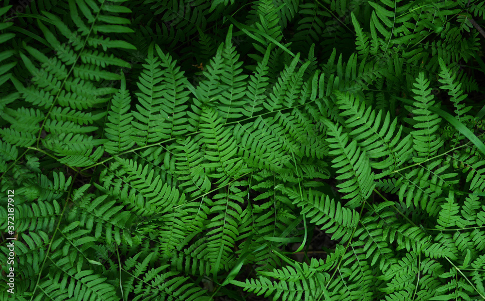fern leaves in the forest, natural  green background