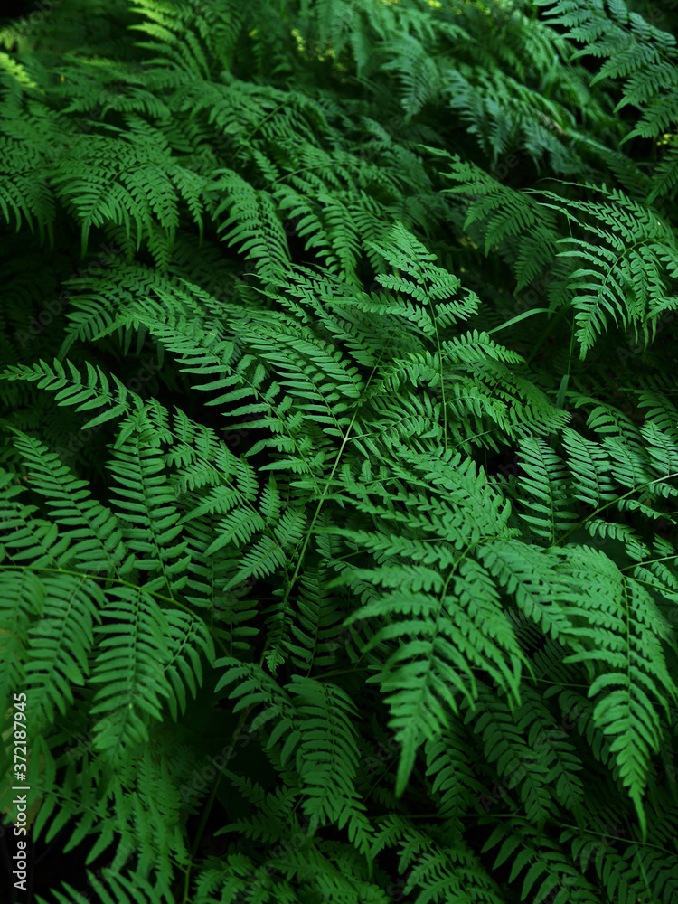 Obraz premium fern leaves in the forest, natural green background