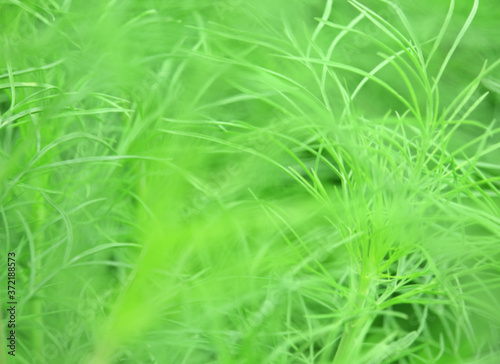 blurry bright green grasses abstract background