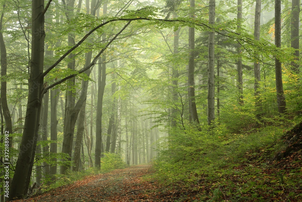 Obraz premium Early autumn forest after rain with mist in the distance