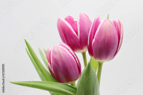 bouquet of pink tulips on white background