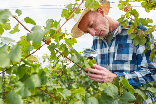 Weinbauer untersucht Weinstock mit der Lupe