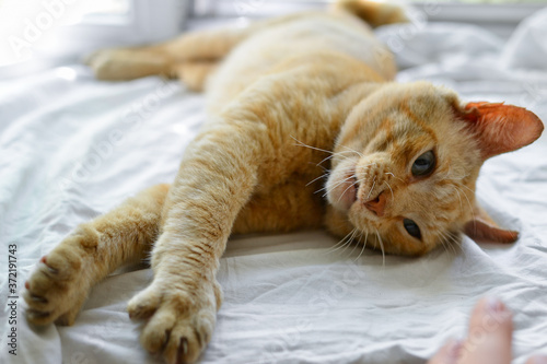 Beautiful red cat lies on the windowsill on a sunny day. Cute red cat lies on a white bedspread. Close-up. The pet is resting at home. A place for text.