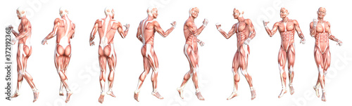 Conceptual anatomy healthy skinless human body muscle system set. Athletic young adult man posing for education, fitness sport, medicine isolated on white background. Biology science 3D illustration
