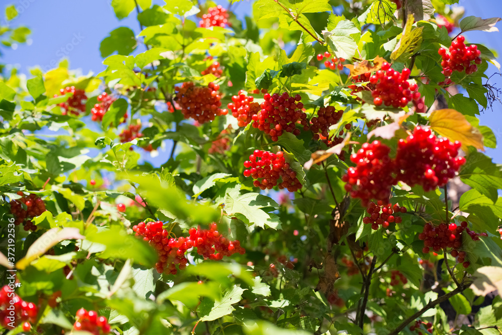 Viburnum berries and leaves of viburnum in summer. Red berries of Viburnum opulus on a bush in