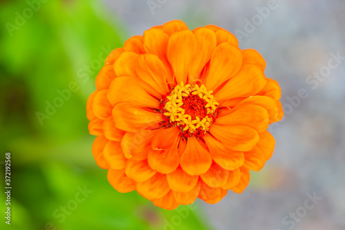 Blooming orange zinnia flower in the garden.