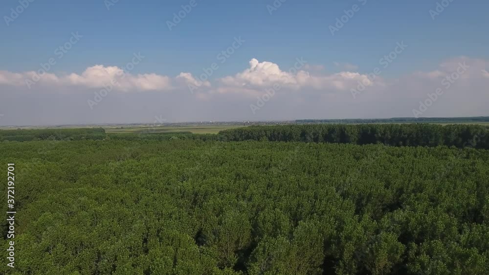 Aerial shot of lush green forest in summer Aerial shot of lush green forest in summer