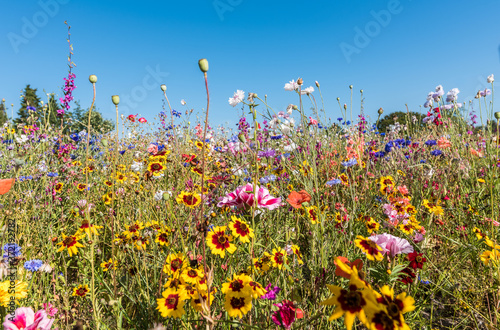 meadow with wildflowers in vibrant colors