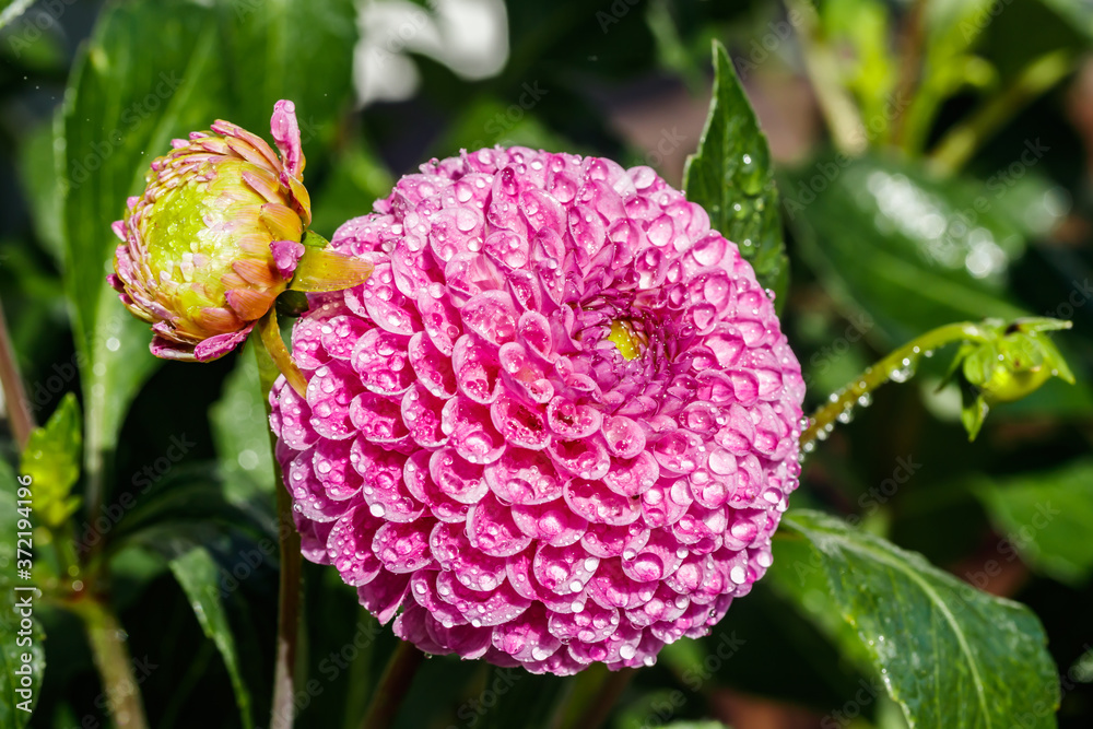 Pink dahlia flower with raindrops growing in the garden Pink dahlia flower with raindrops growing in the garden