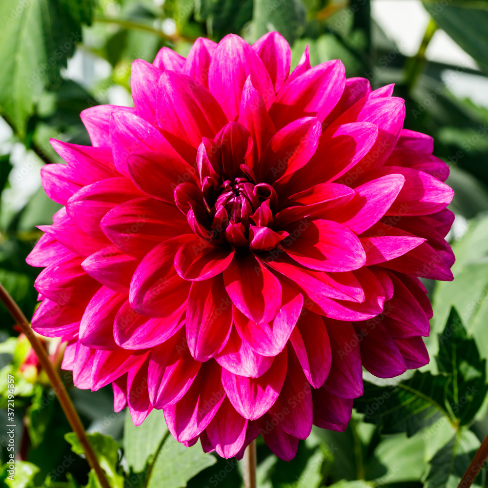 Purple dahlia flower growing in the garden Purple dahlia flower growing in the garden