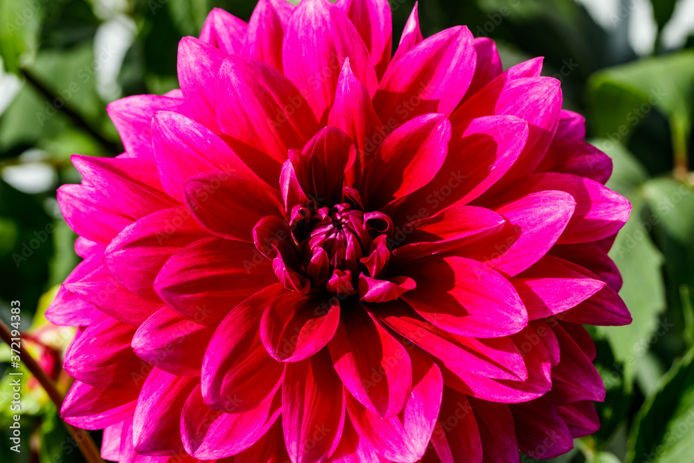 Purple dahlia flower growing in the garden Purple dahlia flower growing in the garden