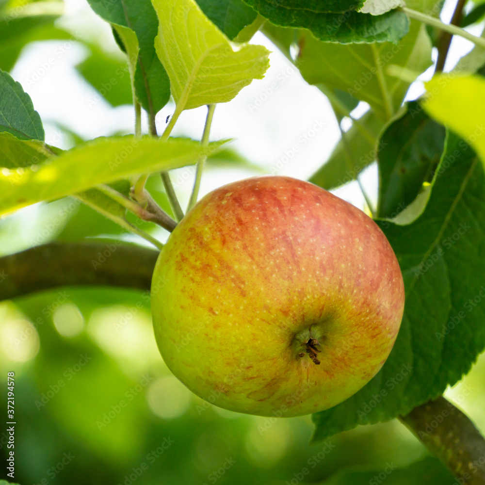 Apfel (Malus) am Baum, Nordrhein-Westfalen, Deutschland Apfel (Malus) am Baum, Nordrhein-Westfalen, Deutschland