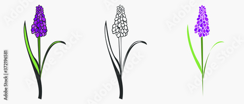 Hand drawn vector spring flower. Separate in outline and color.