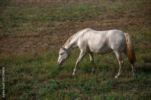 View of beautiful white horse grazing in a field of green herbs