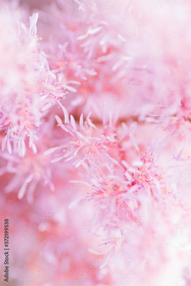Abstract in a floral style. The summer mood. Romance. Tenderness. Light pink tones. Abstract in a floral style. The summer mood. Romance. Tenderness. Light pink tones.