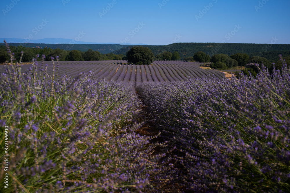 Fototapeta premium purple lavender fields landscape