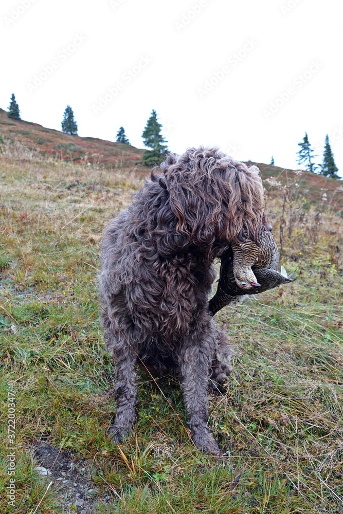 hunting dog with a grouse in the mouth in autumn on the mountains hunting dog with a grouse in the mouth in autumn on the mountains
