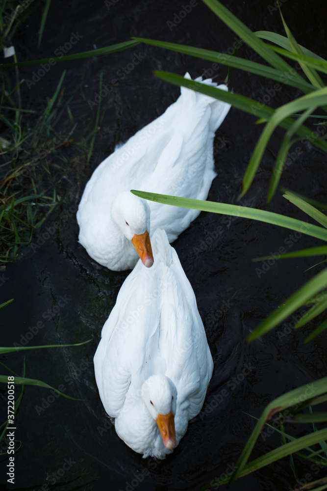 beautiful white happy geese floating in the wild