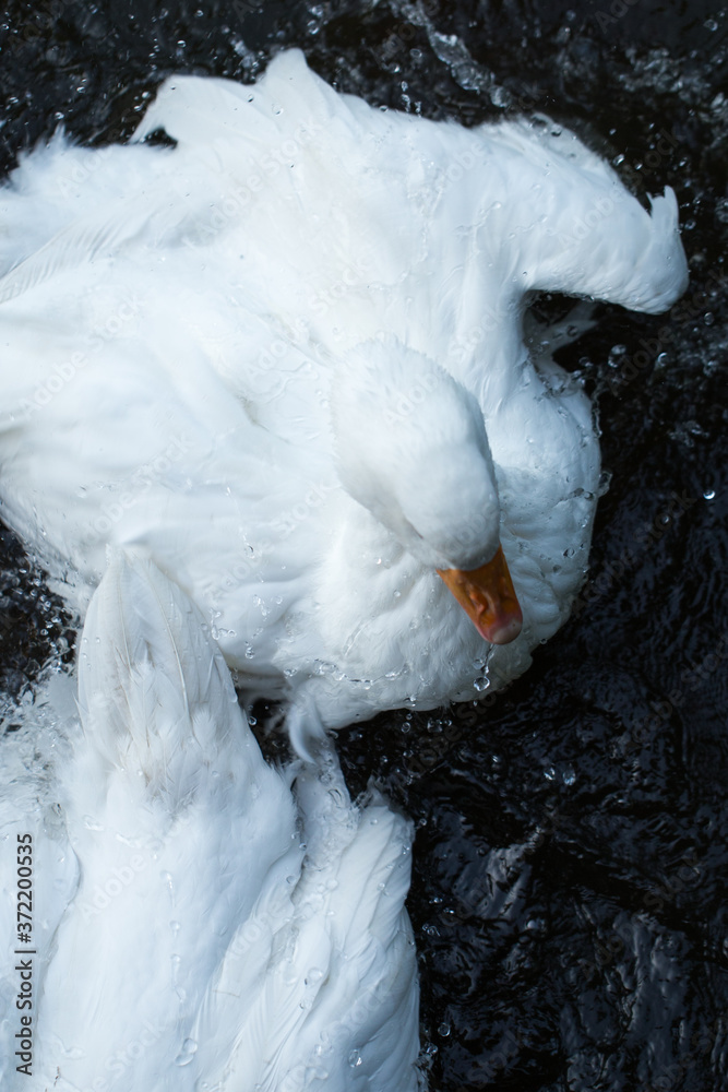 beautiful white happy geese floating in the wild