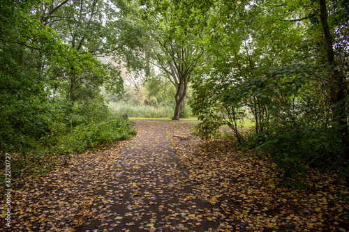 Yellow leaves on the walking path inside the park