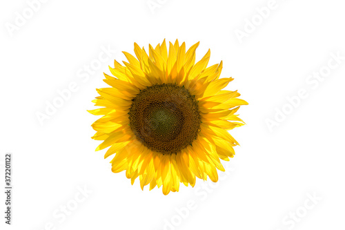 Fototapeta Naklejka Na Ścianę i Meble -  sunflower like sun in abstract graphics on white background
