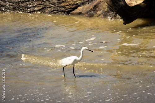 Italy Tuscany Grosseto Alberese, natural park of the Maremma, Alberese, river Ombrone, heron hunt fish on the shore photo