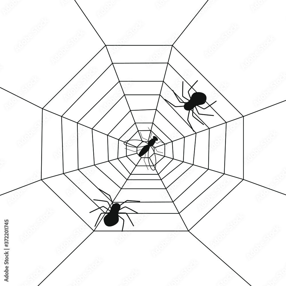 Obraz premium Two spiders and a fly in a web