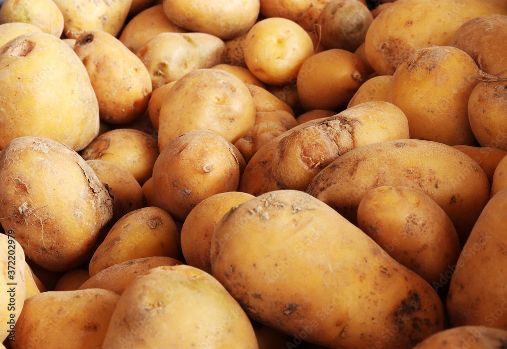 Photography of freshly harvested new potatoes for food background Photography of freshly harvested new potatoes for food background